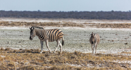 Obraz na płótnie Canvas Zebras at Etosha national park in Namibia, Africa