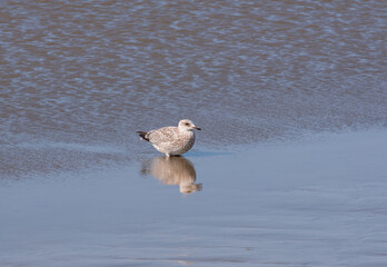 Möwe auf der Nahrungssuche im Watt an der Nordsee
