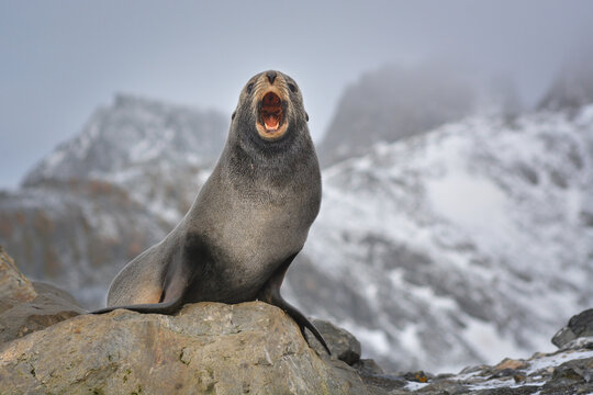 Young lone fur seal in antarctica