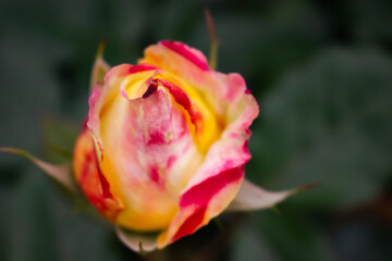 日本のとるお花が咲く公園にて。
ピンクと黄色のバラが色鮮やかで美しいです。