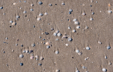 Fototapeta na wymiar Muscheln liegen am Sandstand an der Nordsee bei Sankt Peter-Ording Strand