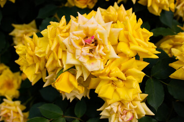 日本のとるお花が咲く公園にて。
黄色のバラが色鮮やかで美しいです。