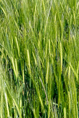 Pousse de l'orge commune au printemps - France