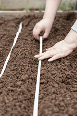 A woman sows carrots with seeds in a paper ribbon. Spring work in the garden