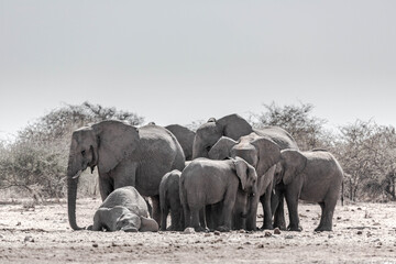 A family of elephants at a waterhole