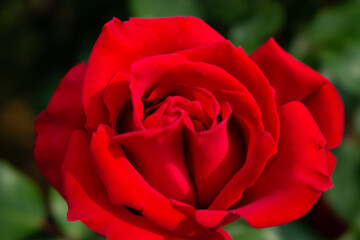 日本のとるお花が咲く公園にて。
真っ赤なバラが色鮮やかで美しいです。