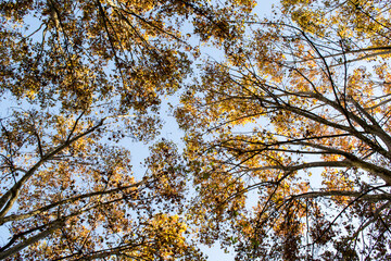 Some branches full of leaves cover our path in a wonderful park in a sunny day