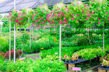Tropical plant and flower gardening shopping market area,plants on sale, gardening festival.