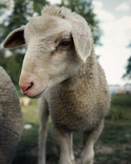 close up of a sheep smiling