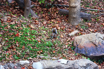 Another squirrel in the forest