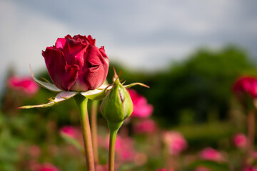 日本のとるお花が咲く公園にて。
真っ赤なバラが色鮮やかで美しいです。