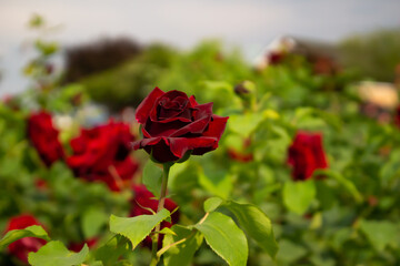 Obraz premium 日本のとるお花が咲く公園にて。 真っ赤なバラが色鮮やかで美しいです。
