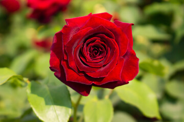 日本のとるお花が咲く公園にて。
真っ赤なバラが色鮮やかで美しいです。