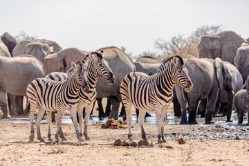 Fototapeta na wymiar A family of a zebras in the african bush