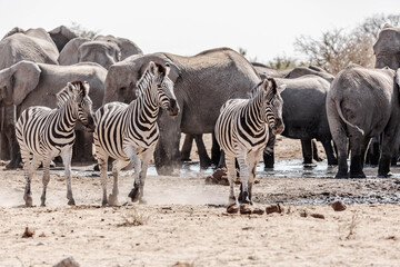 Fototapeta na wymiar A family of a zebras in the african bush