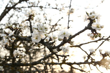 white flower of apple tree, blooming apple tree, apple tree at sunset
