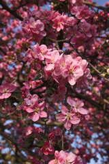 pink apple tree flower, branch of a blossoming apple tree, apple tree flower