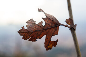Falling leaf on a blurred winter background