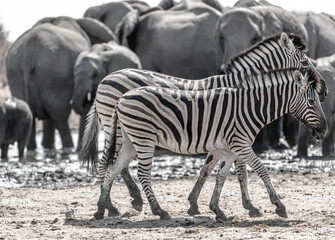A family of a zebras in the african bush