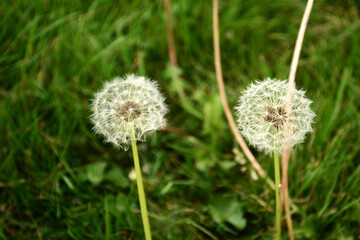 A couple of dandelions in a green meadow in a close up detailed view