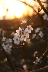beautiful flowers, flowers on a sunset background, cherry blossoms