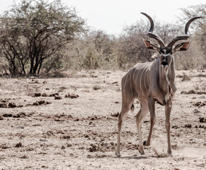 Naklejka premium Antelopes in the desert, Africa