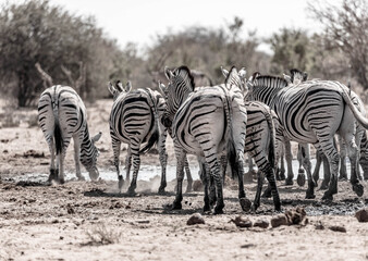 A family of a zebras in the african bush