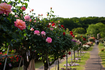 日本の花の公園にて。
沢山の赤やピンクのバラの花々に囲まれて。