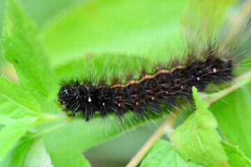 caterpillar on leaf