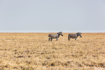 A family of a zebras in the african bush