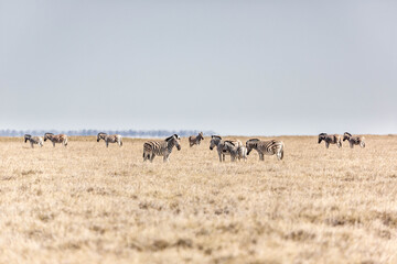 A family of a zebras in the african bush