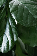 Blätter einer Geigenfeige - Ficus Lyrata
