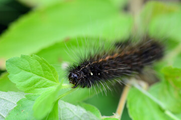 caterpillar on leaf