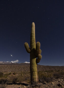 cactus in the desert