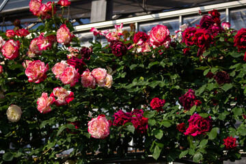 Fototapeta na wymiar 日本の花の公園にて。 沢山の赤やピンクのバラの花々に囲まれて。