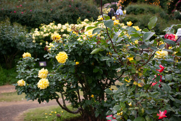 日本の花の公園にて。
沢山の赤や黄色のバラの花々に囲まれて。