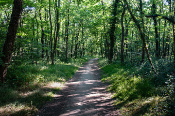 Fototapeta na wymiar Chemin dans la forêt