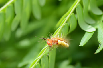 caterpillar on leaf