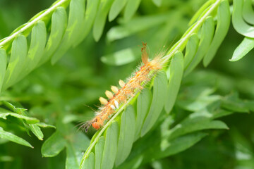 caterpillar on leaf