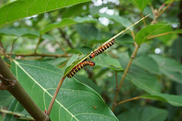 caterpillar on leaf
