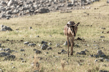 Antelopes in the desert, Africa