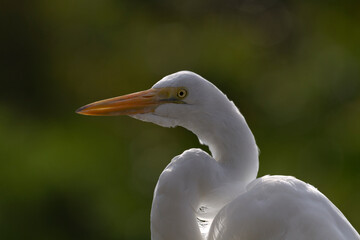 Backlit portrait of Great Egret