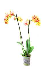 Orchideenpflanze freigestellt auf weißem Hintergrund