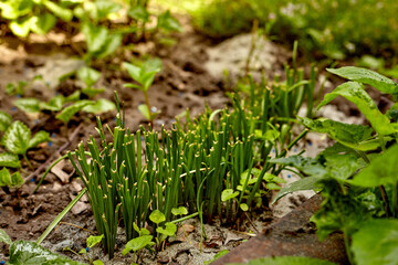 Garden with plants on a private estate