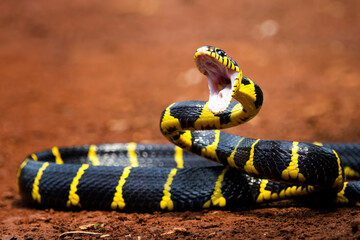 Boiga snake dendrophila yellow ringed, Head of Boiga dendrophila, animal closeup, animal attack