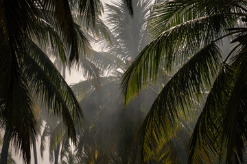Smoke Fog in Palm Trees. The sun rays through the branches of palm trees on Zanzibar, Tanzania, Africa