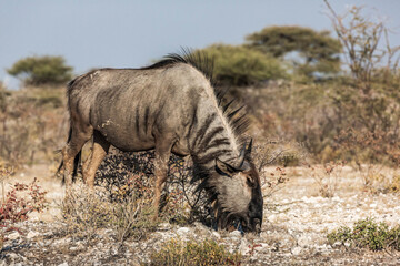 Antelopes in the desert, Africa