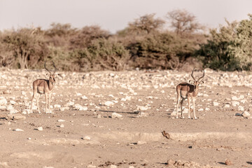 Antelopes in the desert, Africa
