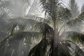 Naklejka premium Smoke Fog in the branches of palm trees on Zanzibar, Tanzania, Africa