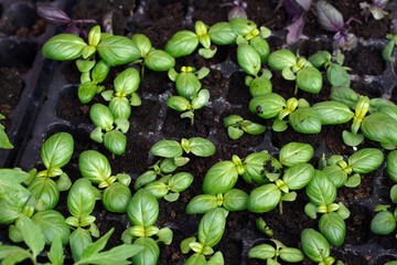 basil seedlings for planting in the garden